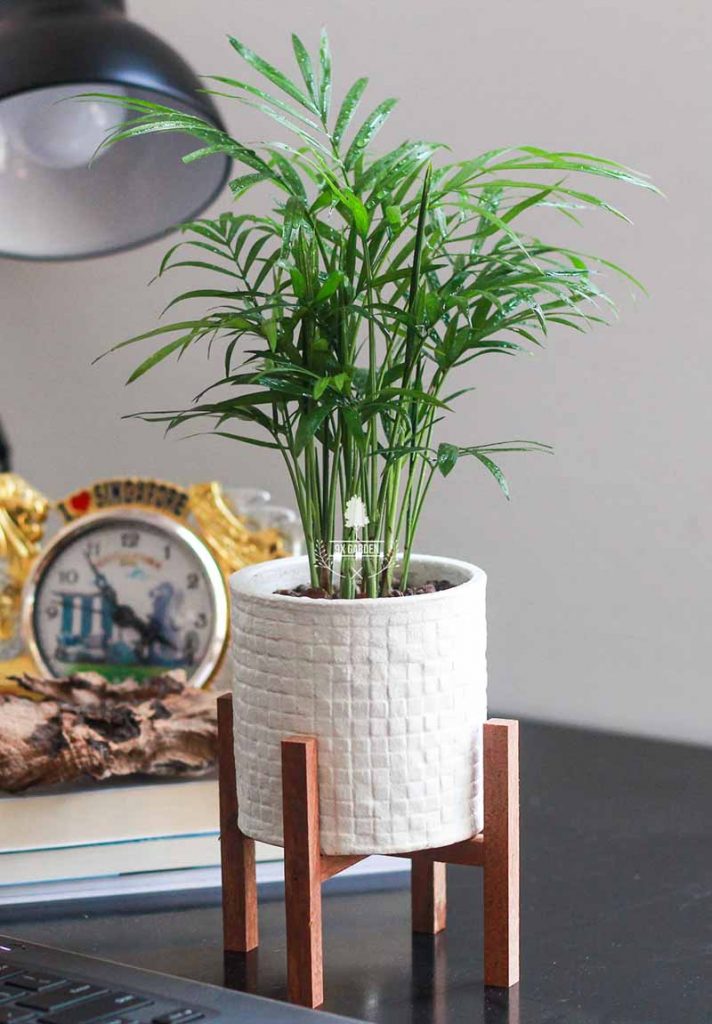 Cây Phong Thủy Hợp Mệnh Thổ - Cau Tiểu Trâm