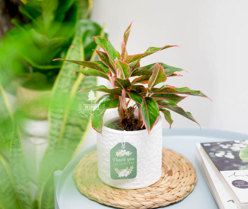 Cây Phong Thủy Hợp Mệnh Thổ - Phú Quý