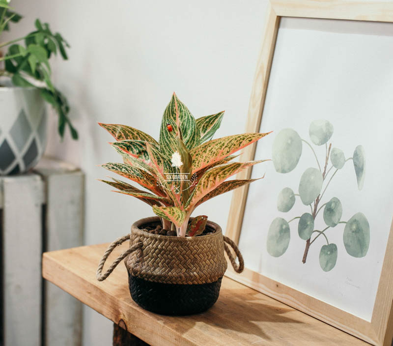 Cây Phong Thủy Hợp Mệnh Thổ - Thịnh Vượng