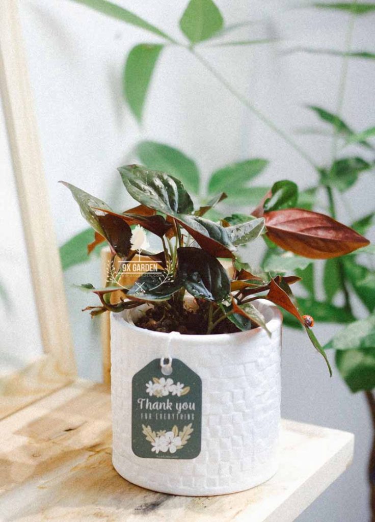 Cây Phong Thủy Hợp Mệnh Thổ - Trầu Bà Tím