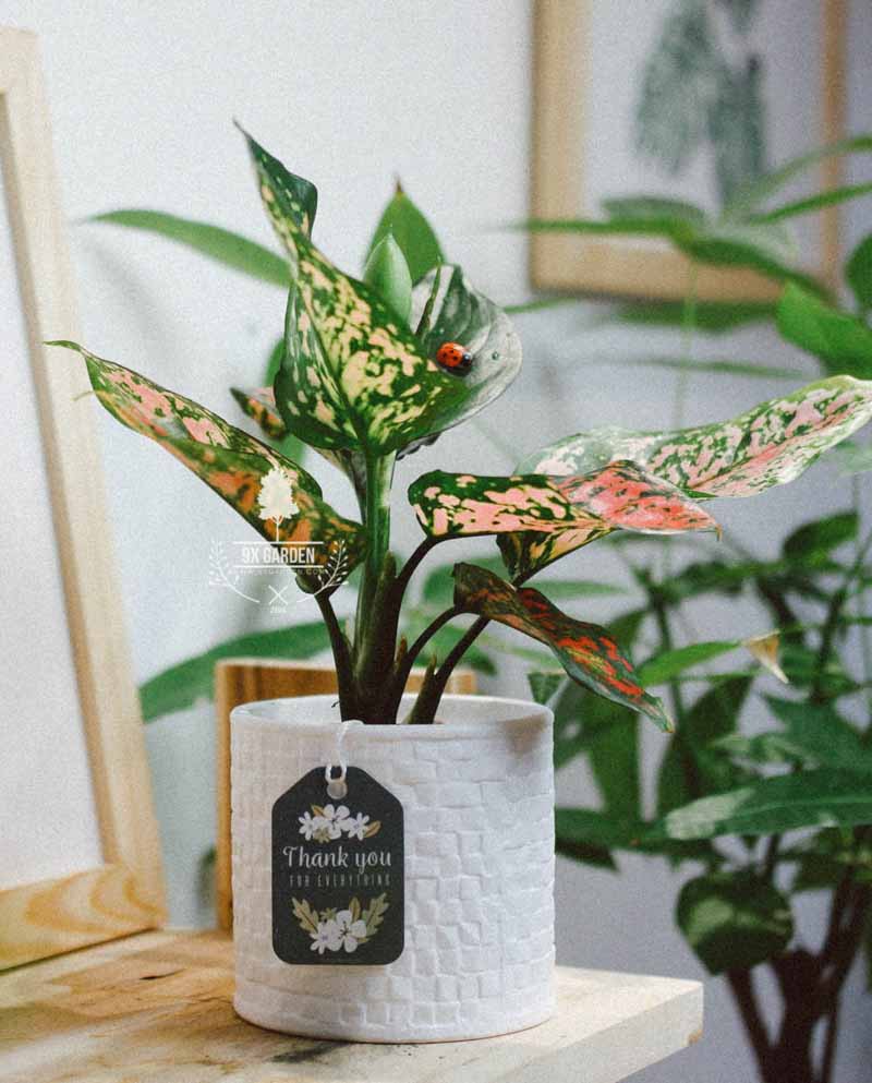 Cây Phong Thủy Hợp Mệnh Thổ - Vạn Lộc