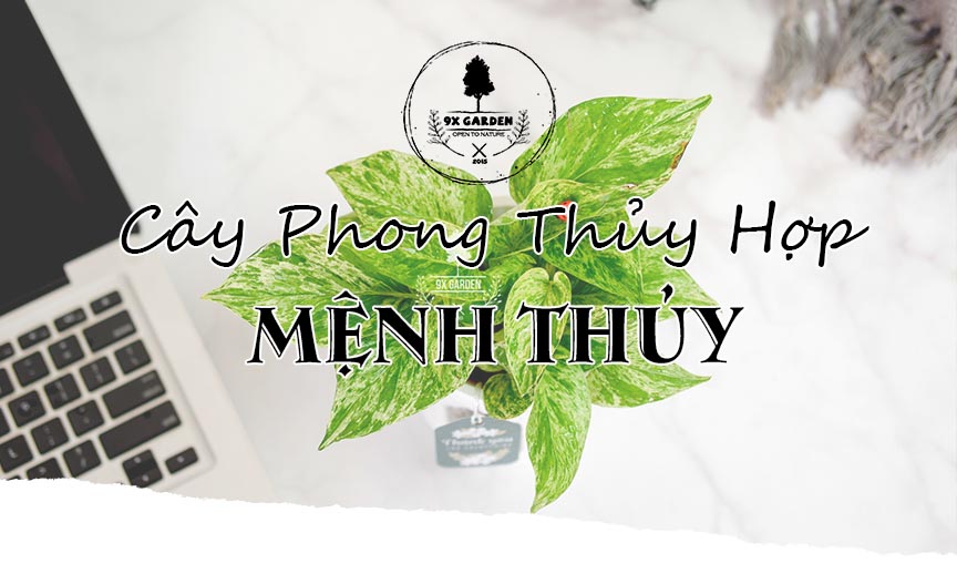 Cây Phong Thủy Hợp Mệnh Thủy -9X GARDEN
