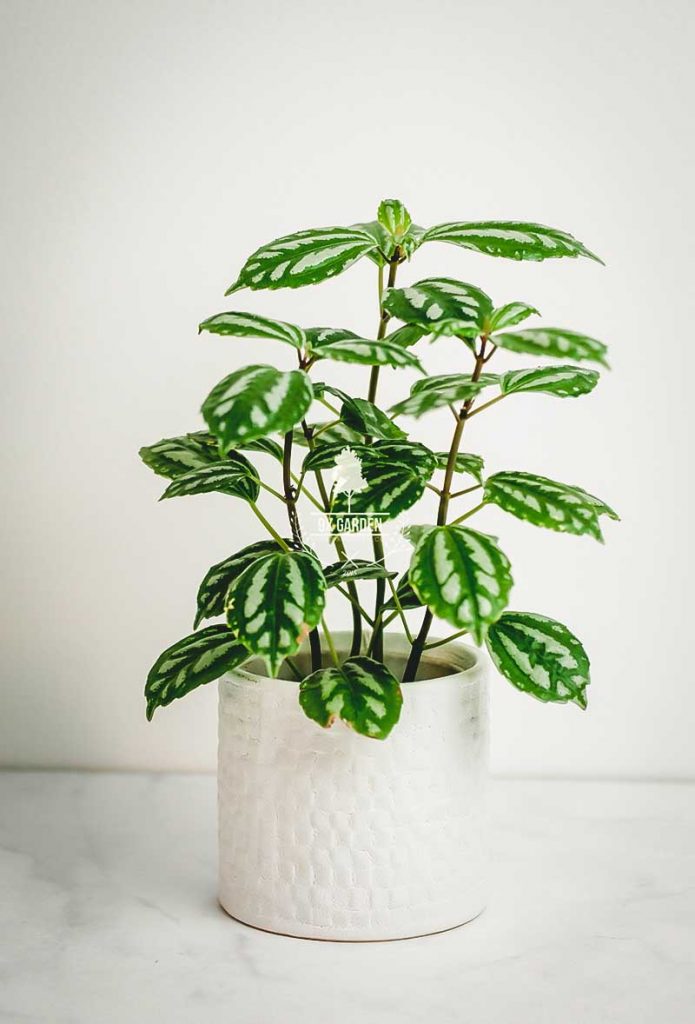 Cây Phong Thủy Hợp Mệnh Thủy - Cây Sao Băng