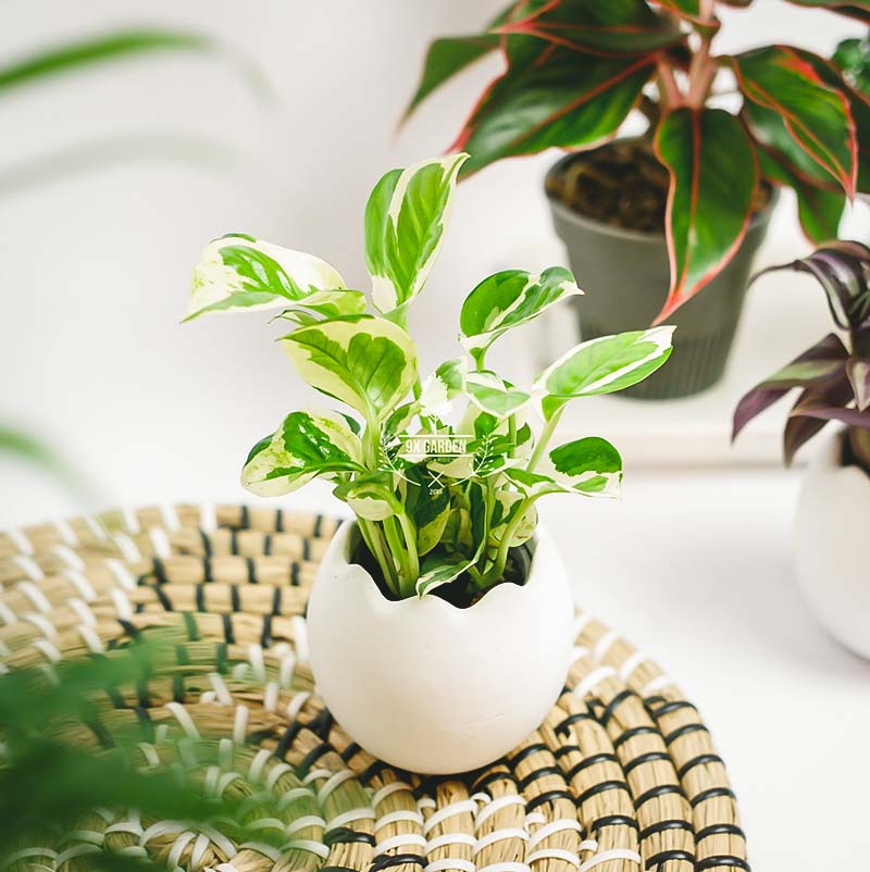 Cây Phong Thủy Hợp Mệnh Thủy - Trầu Bà Cẩm Thạch