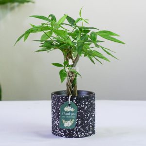 Kim Ngân Xoắn - Cây Trồng Không Cần Đất 9X Garden