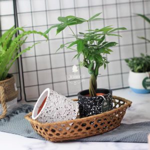 Kim Ngân Xoắn - Cây Trồng Không Cần Đất 9X GARDEN