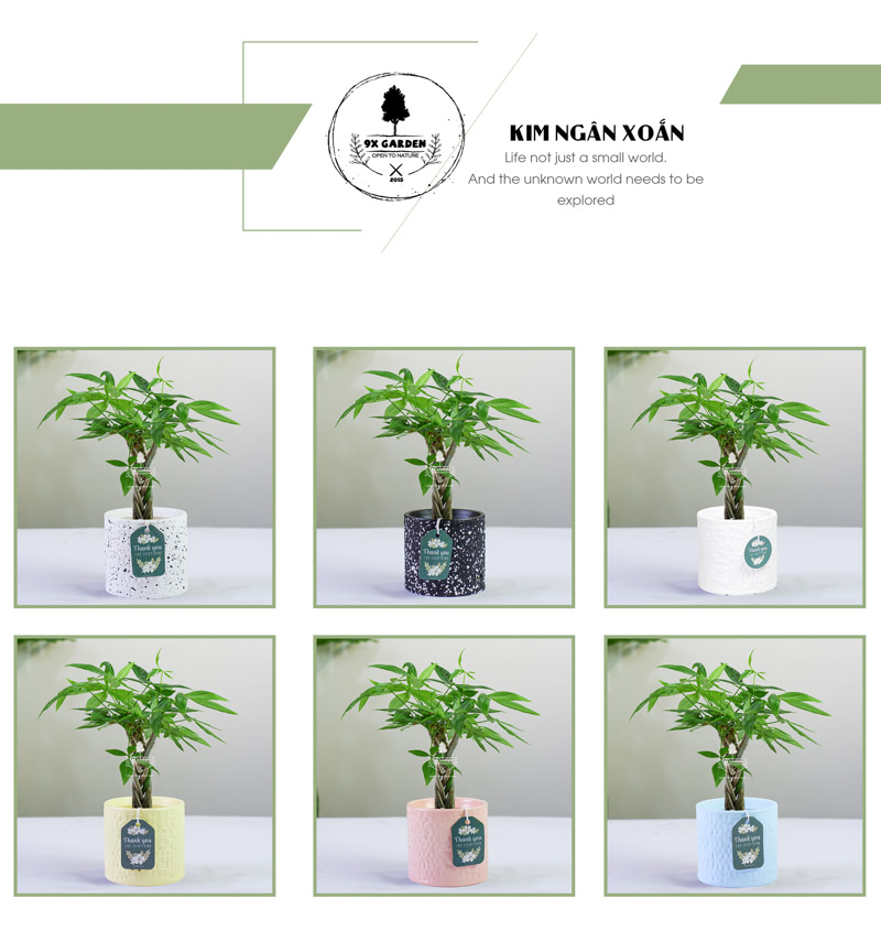 Kim Ngân Xoắn - Cây Trồng Không Cần Đất 9X Garden