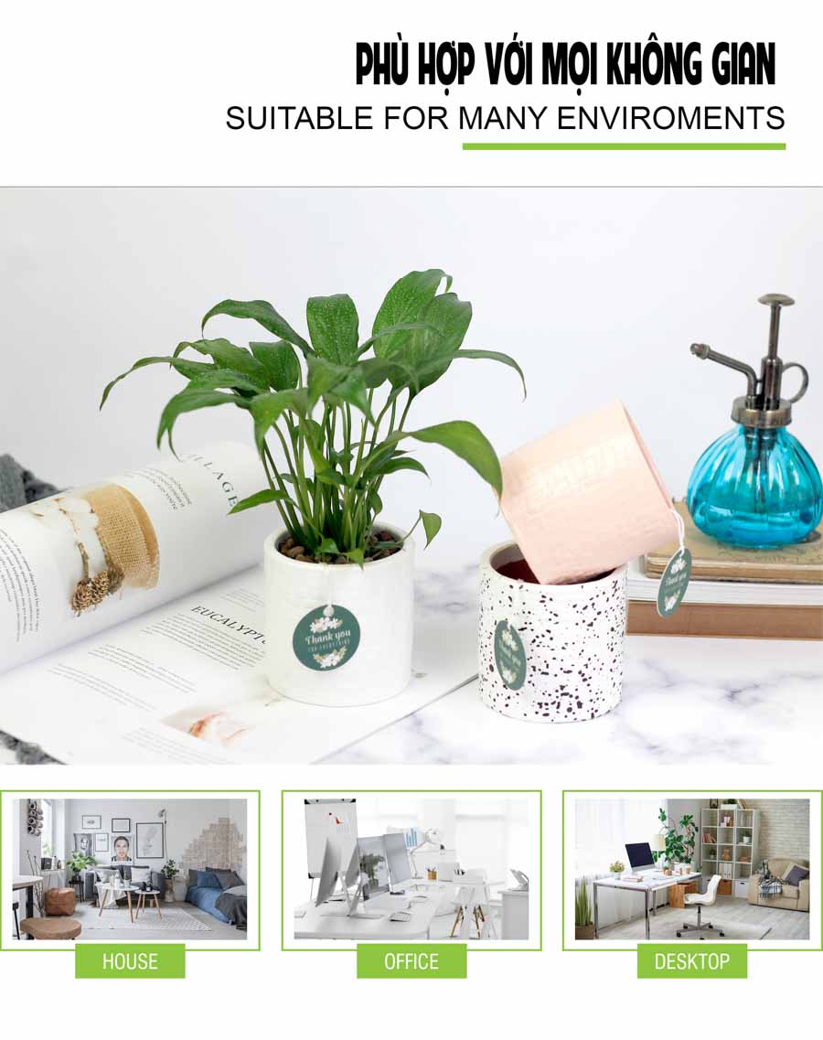 Lan Ý x Ami 10.0 - Cây Trồng Không Đất - 9X GARDEN