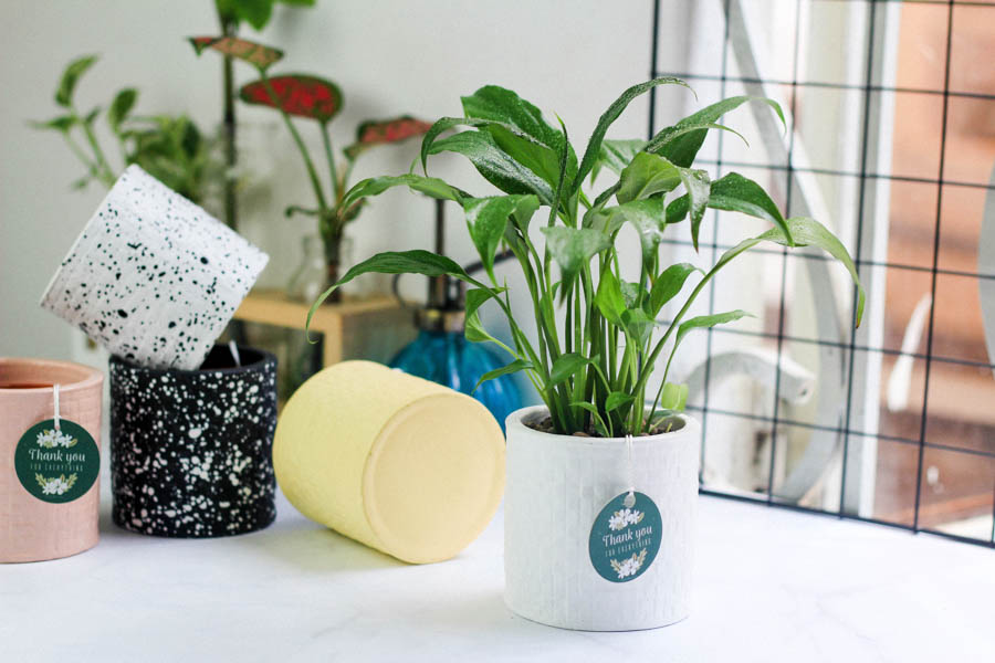 Lan Ý x Ami 10.0 - Cây Trồng Không Đất - 9X GARDEN