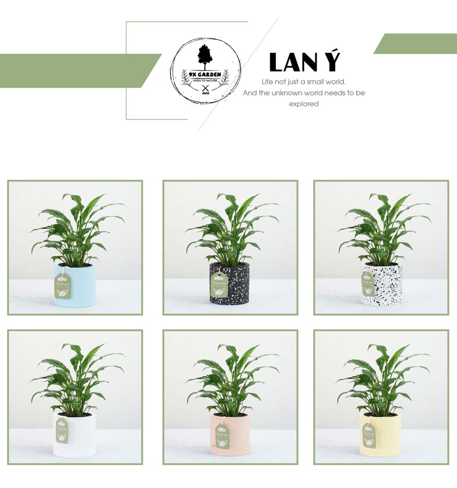 Lan Ý x Ami 10.0 - Cây Trồng Không Đất - 9X GARDEN