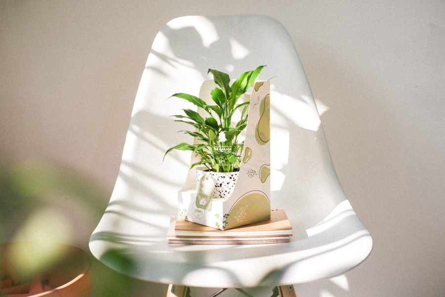 Lan Ý x Ami 10.0 - Cây Trồng Không Đất - 9X GARDEN