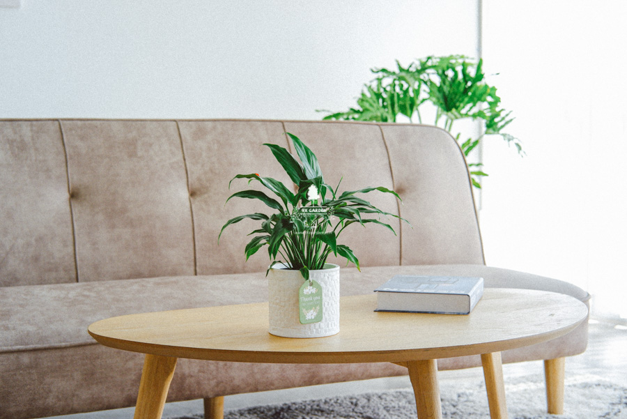 Lan Ý x Ami 10.0 - Cây Trồng Không Đất - 9X GARDEN