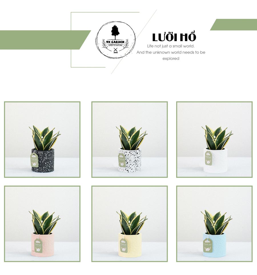 Lưỡi Hổ x Ami 10.0 - Cây Trồng Không Đất - 9X GARDEN