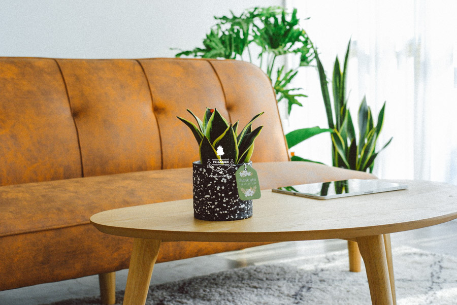 Lưỡi Hổ x Ami 10.0 - Cây Trồng Không Đất - 9X GARDEN