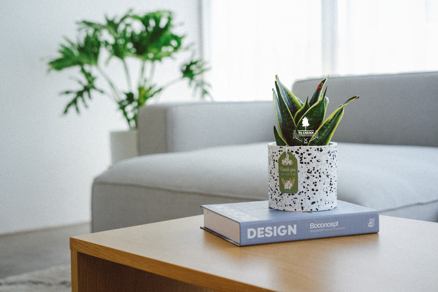 Lưỡi Hổ x Ami 10.0 - Cây Trồng Không Đất - 9X GARDEN