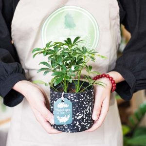 Ngũ Gia Bì 8.0 - Cây Không Cần Đất - 9X GARDEN