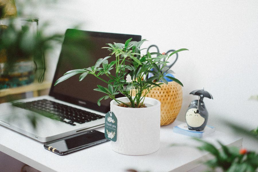 Ngũ Gia Bì x Ami 10.0 - Cây Trồng Không Đất - 9X GARDEN