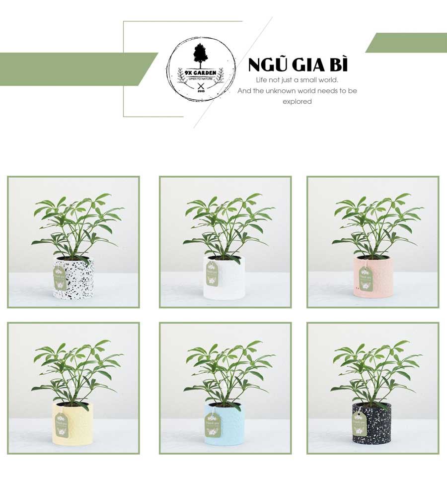 Ngũ Gia Bì x Ami 10.0 - Cây Trồng Không Đất - 9X GARDEN