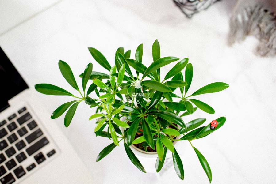 Ngũ Gia Bì x Ami 10.0 - Cây Trồng Không Đất - 9X GARDEN