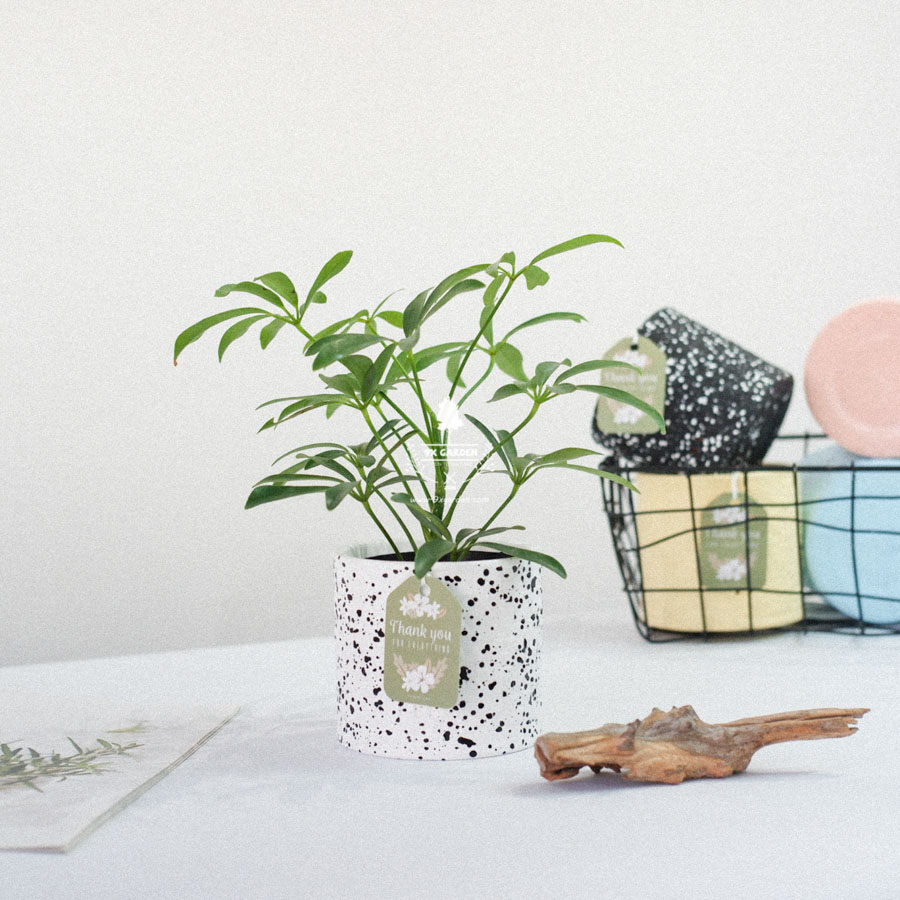 Ngũ Gia Bì x Ami 10.0 - Cây Trồng Không Đất - 9X GARDEN