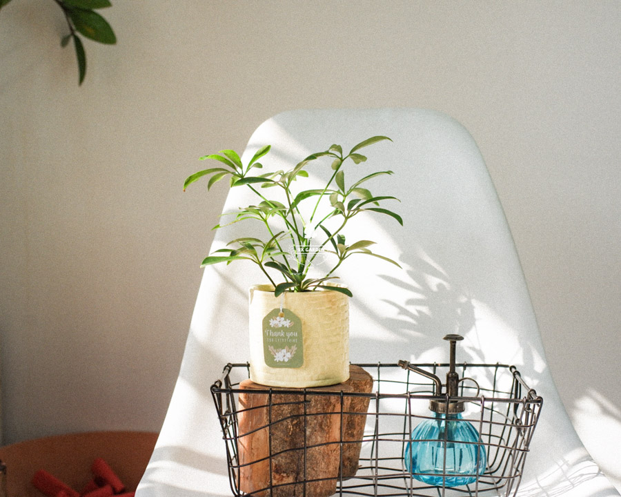 Ngũ Gia Bì x Ami 10.0 - Cây Trồng Không Đất - 9X GARDEN