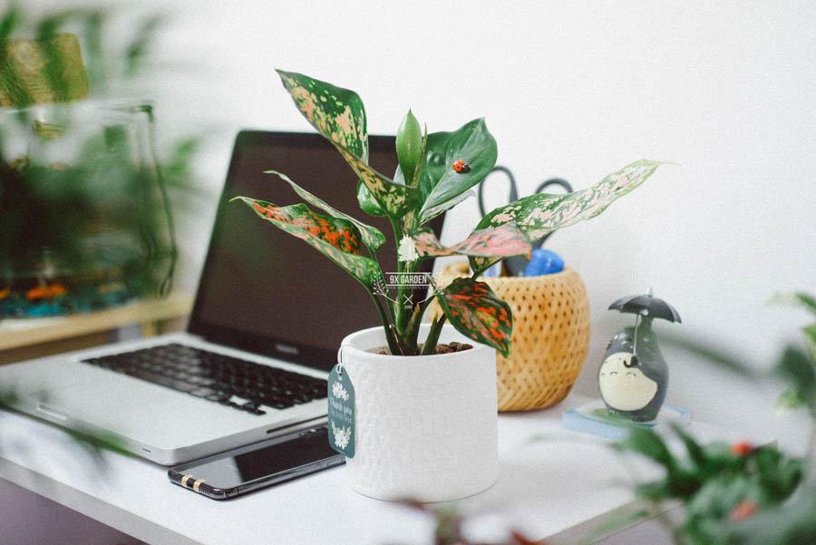 Vạn Lộc x Ami 10.0 - Cây Trồng Không Đất - 9X GARDEN