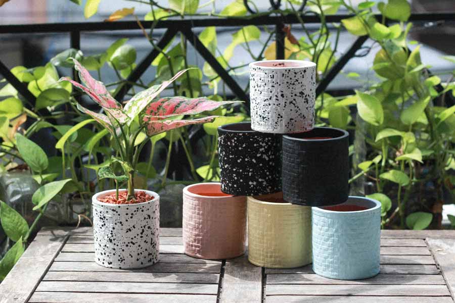 Vạn Lộc x Ami 10.0 - Cây Trồng Không Đất - 9X GARDEN