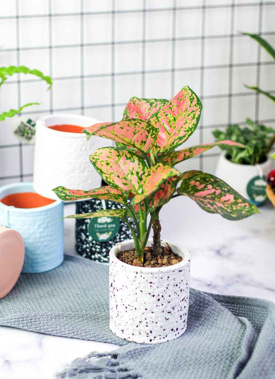 Vạn Lộc x Ami 10.0 - Cây Trồng Không Đất - 9X GARDEN