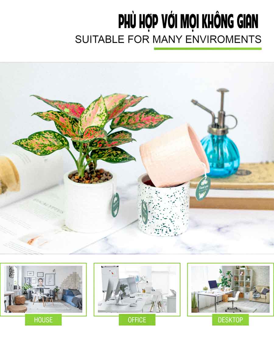 Vạn Lộc x Ami 10.0 - Cây Trồng Không Đất - 9X GARDEN