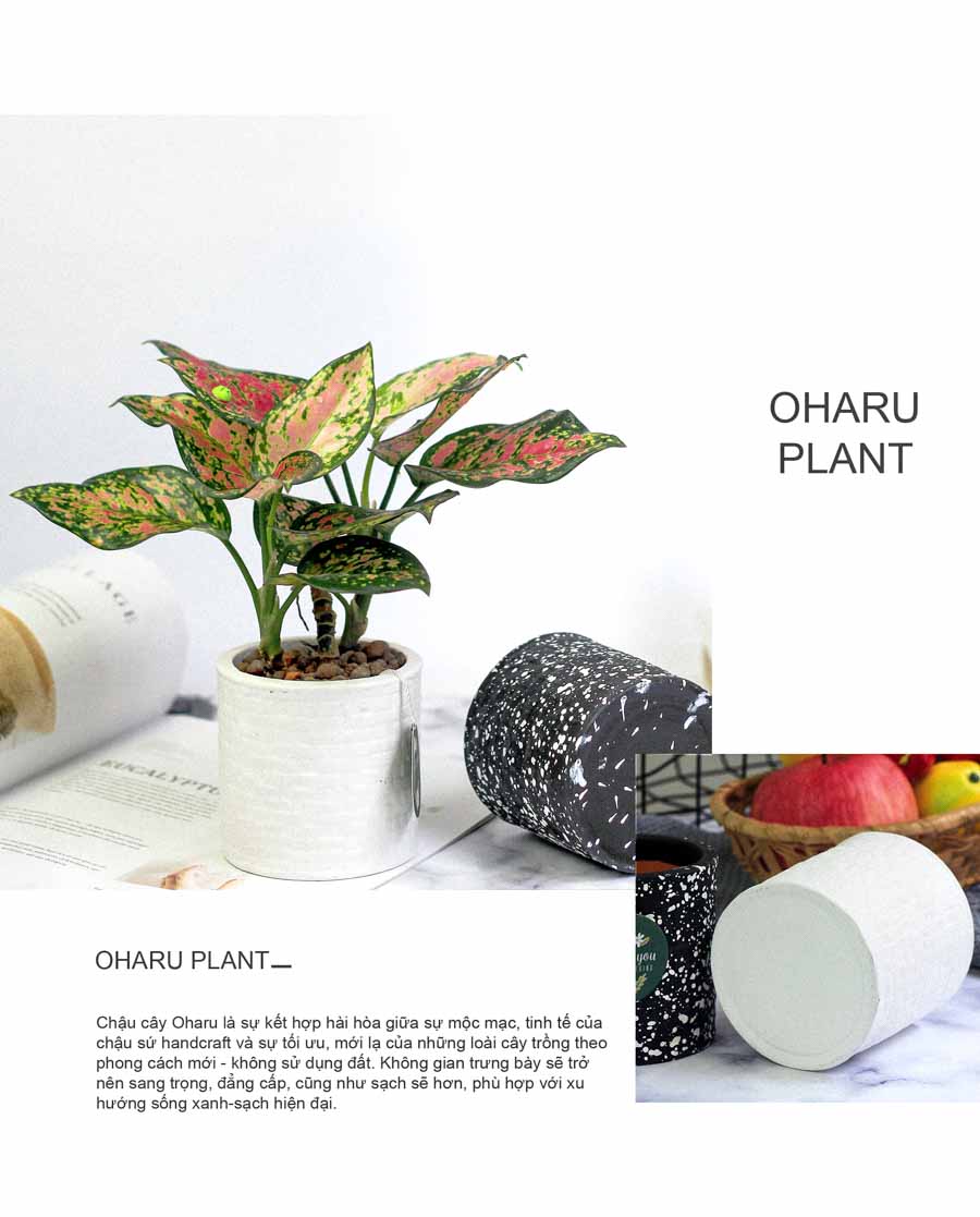 Vạn Lộc x Ami 10.0 - Cây Trồng Không Đất - 9X GARDEN