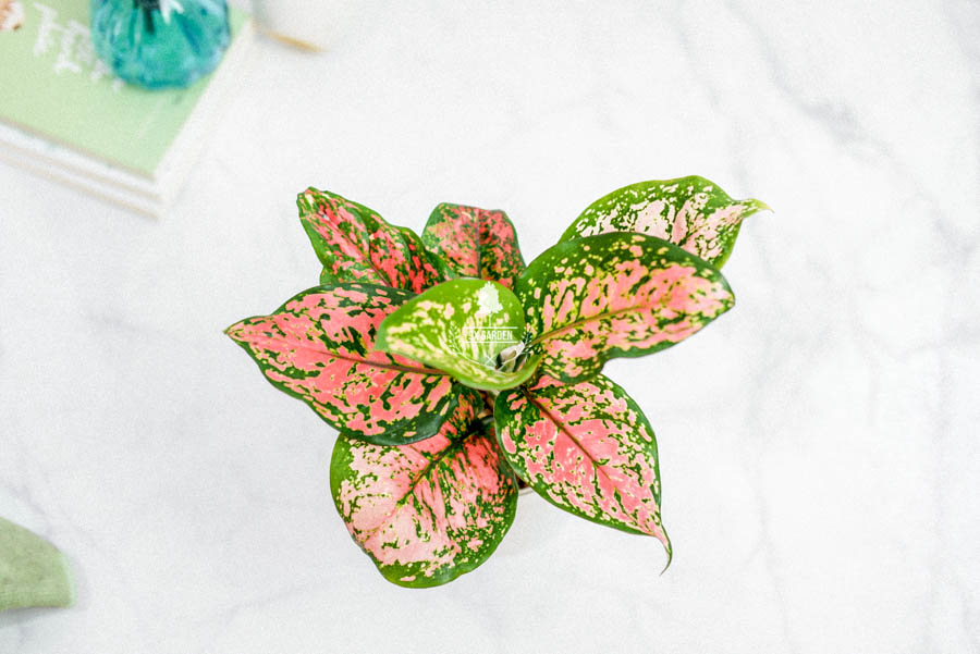 Vạn Lộc x Ami 10.0 - Cây Trồng Không Đất - 9X GARDEN