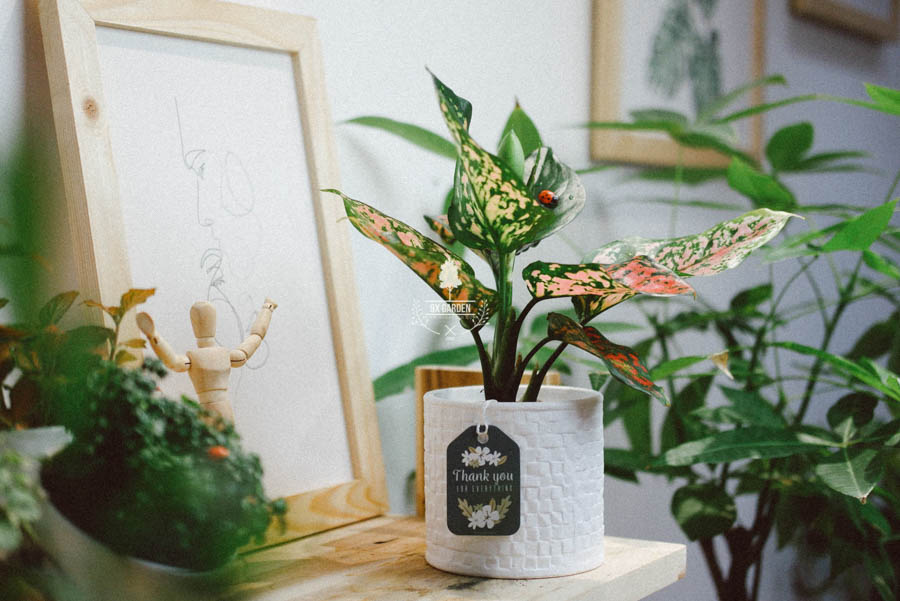 Vạn Lộc x Ami 10.0 - Cây Trồng Không Đất - 9X GARDEN