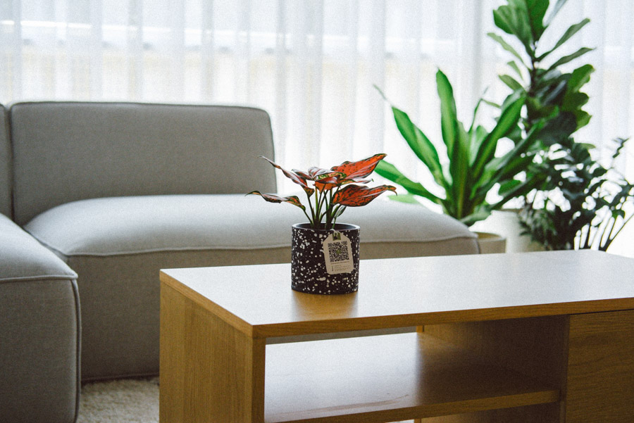 Vạn Lộc x Ami 10.0 - Cây Trồng Không Đất - 9X GARDEN