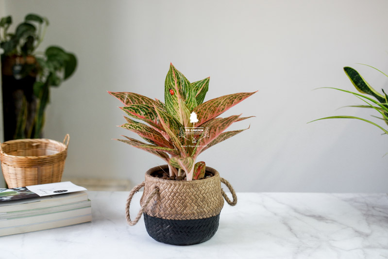 Thịnh Vượng 10.0 - Cây Trồng Không Cần Đất 9X Gard