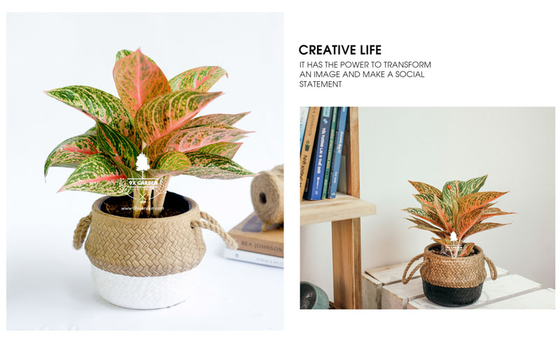 Thịnh Vượng 10.0 - Cây Trồng Không Cần Đất 9X Gard