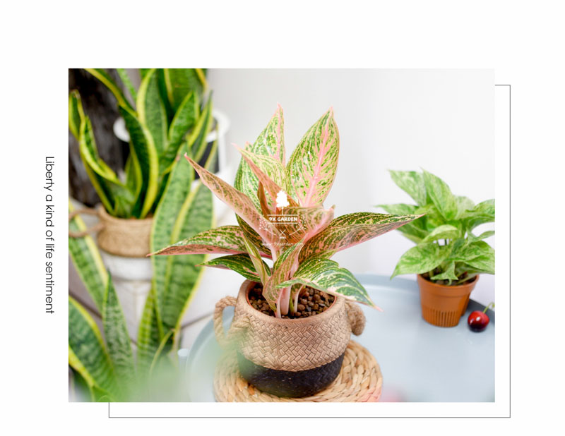 Thịnh Vượng 10.0 - Cây Trồng Không Cần Đất 9X Gard