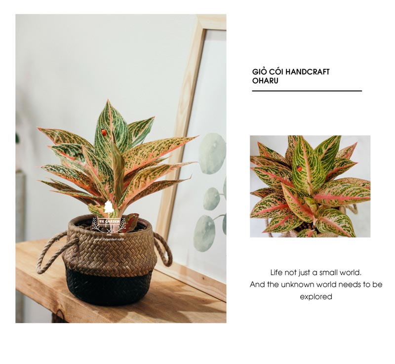 Thịnh Vượng 10.0 - Cây Trồng Không Cần Đất 9X Gard