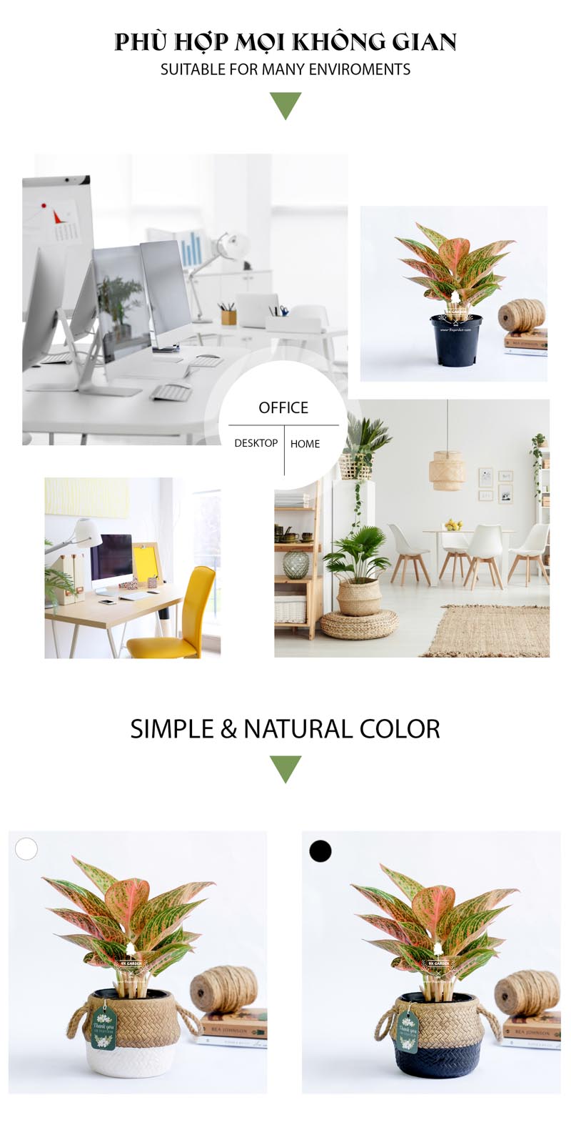 Thịnh Vượng 10.0 - Cây Trồng Không Cần Đất 9X Gard