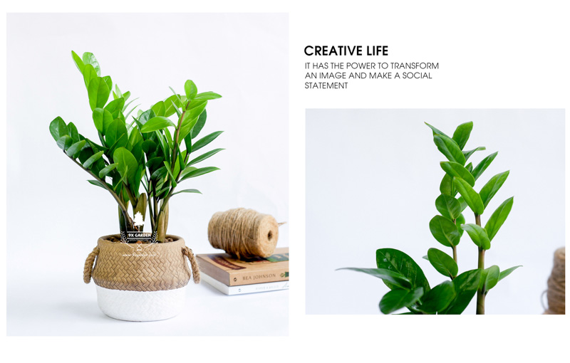 Kim Phát Tài 10.0 - Cây Trồng Không Cần Đất 9X Garden