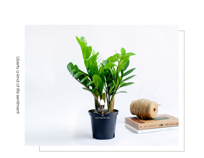 Kim Phát Tài 10.0 - Cây Trồng Không Cần Đất 9X Garden