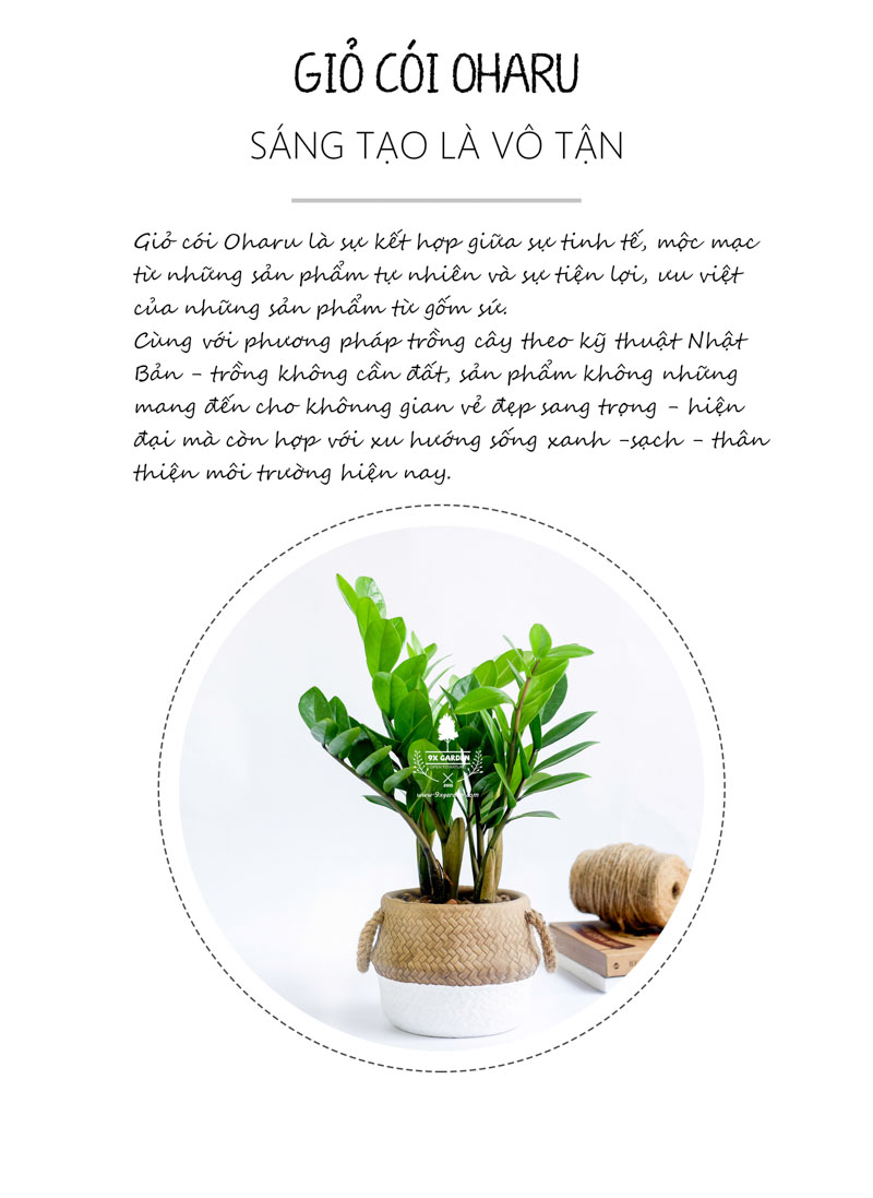 Kim Phát Tài 10.0 - Cây Trồng Không Cần Đất 9X Garden