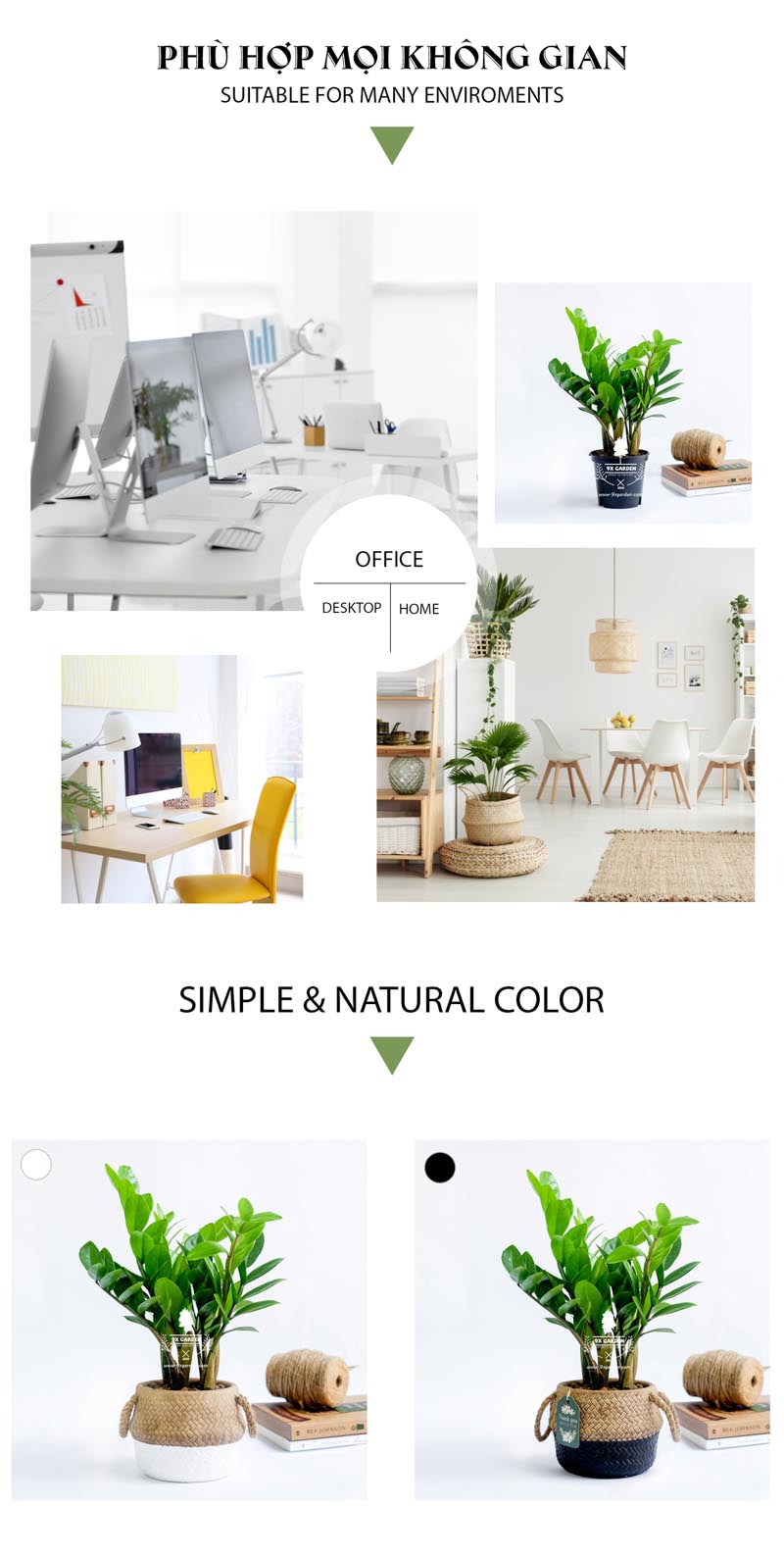 Kim Phát Tài 10.0 - Cây Trồng Không Cần Đất 9X Garden