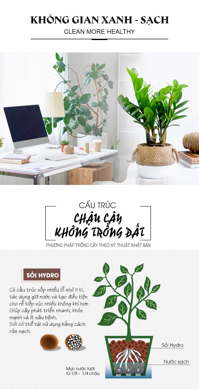 Kim Phát Tài 10.0 - Cây Trồng Không Cần Đất 9X Garden