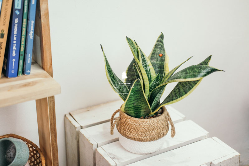 Lưỡi Hổ 10.0 - Cây Trồng Không Cần Đất 9X Garden