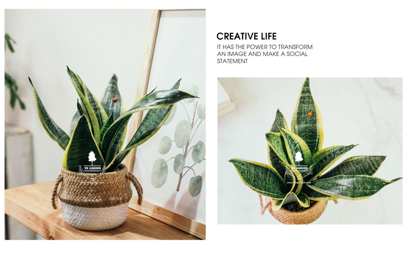 Lưỡi Hổ 10.0 - Cây Trồng Không Cần Đất 9X Garden