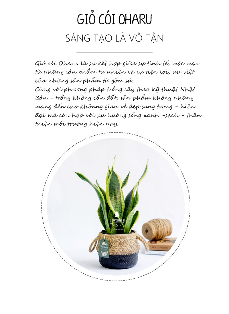 Lưỡi Hổ 10.0 - Cây Trồng Không Cần Đất 9X Garden