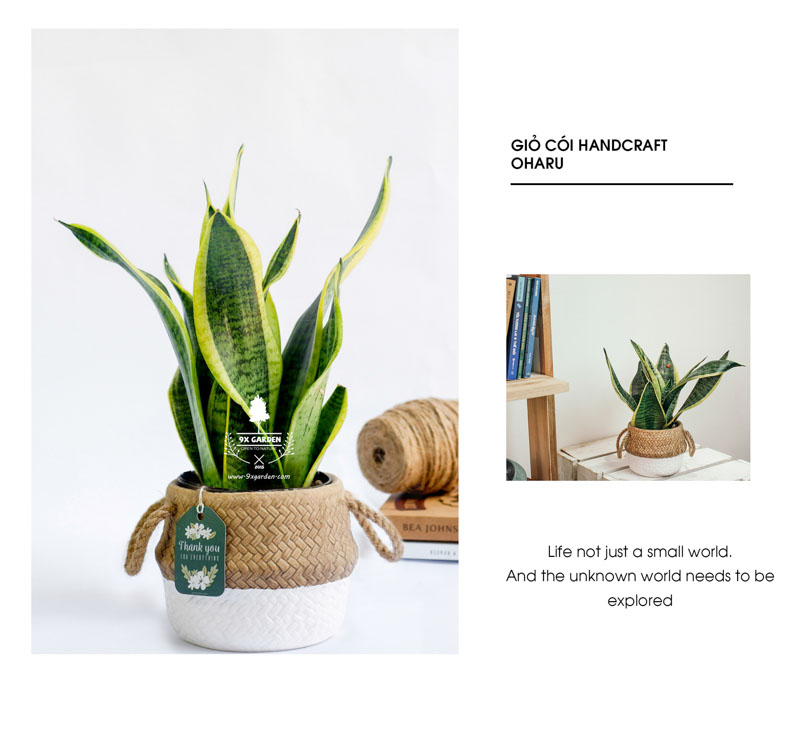 Lưỡi Hổ 10.0 - Cây Trồng Không Cần Đất 9X Garden