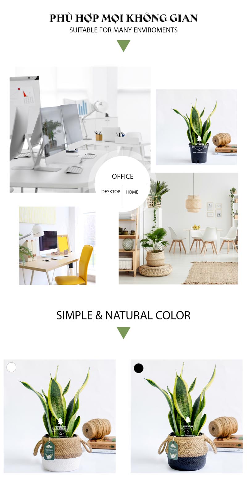 Lưỡi Hổ 10.0 - Cây Trồng Không Cần Đất 9X Garden