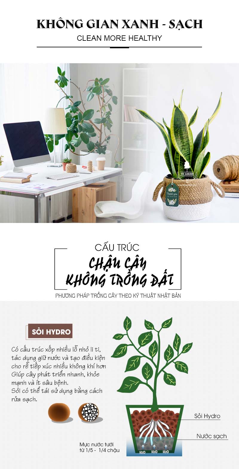 Lưỡi Hổ 10.0 - Cây Trồng Không Cần Đất 9X Garden