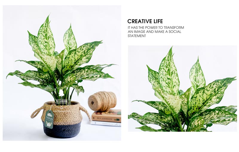 Ngọc Ngân 10.0 - Cây Trồng Không Cần Đất 9X Garden